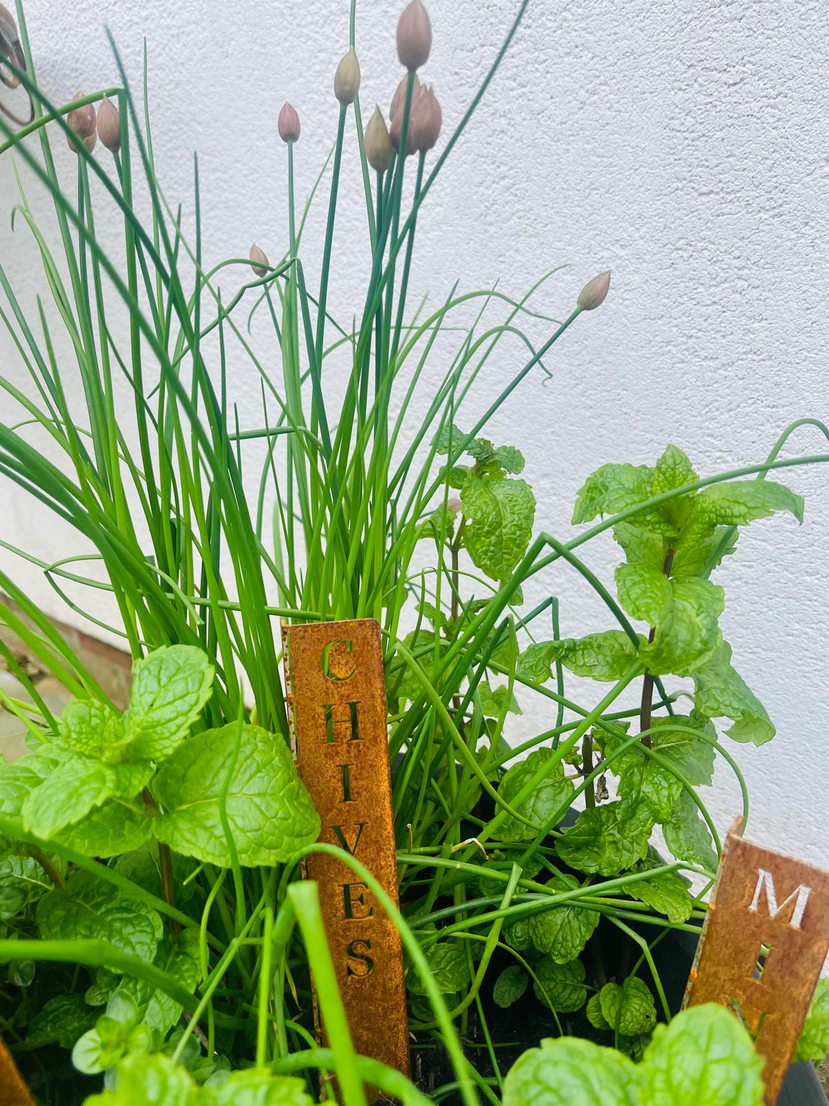 Corten Steel Herb Plant Name Marker stakes signs personalised
