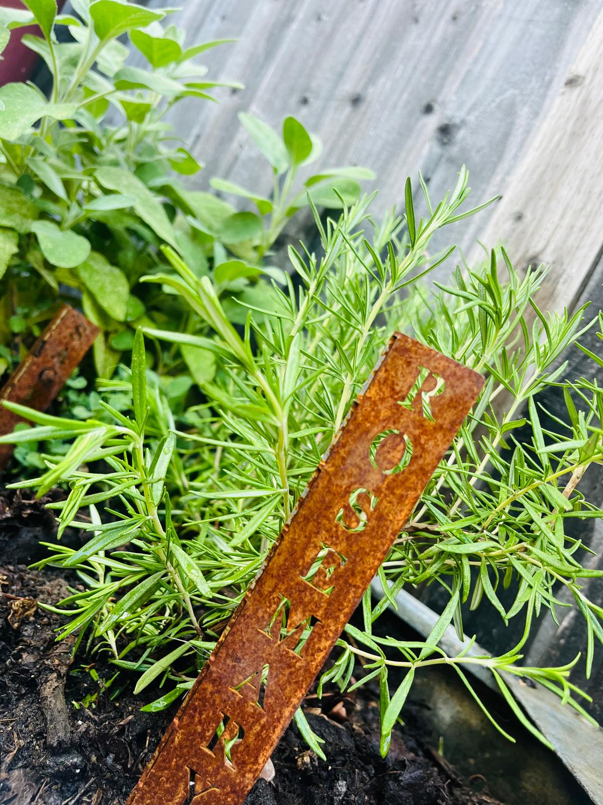 Corten Steel Herb Plant Name Marker stakes signs personalised